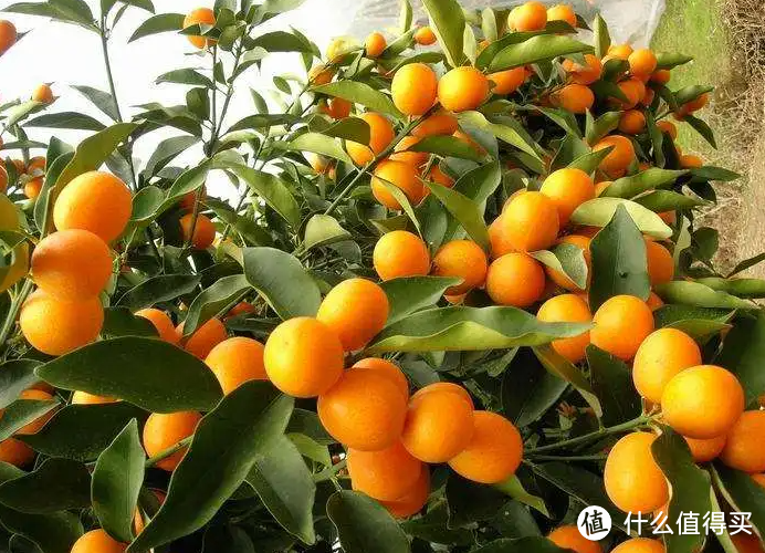 蓝妖:盆栽金桔怎么养才能更旺盛,这4点,新手更容易掌握