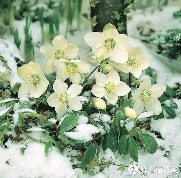 蓝妖:耐寒花卉有哪些?这12种零下20度冻不死室外盆栽,适合粗养