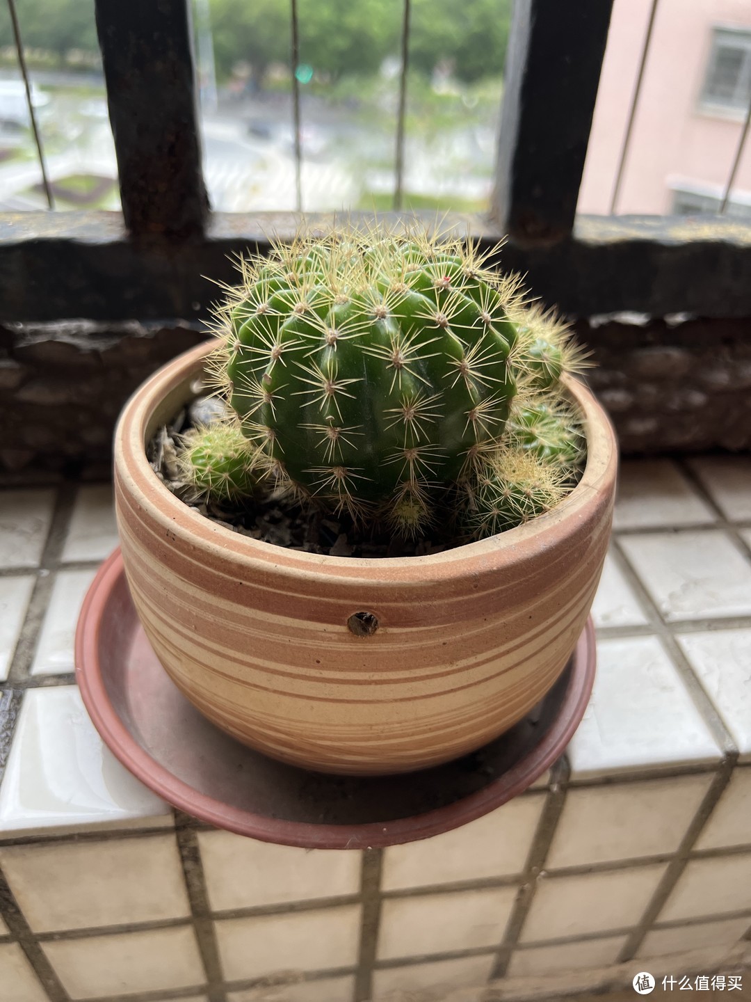 这种植物很好养,最适合懒人一族了