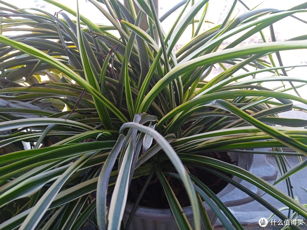 这种植物真的很好养活!
