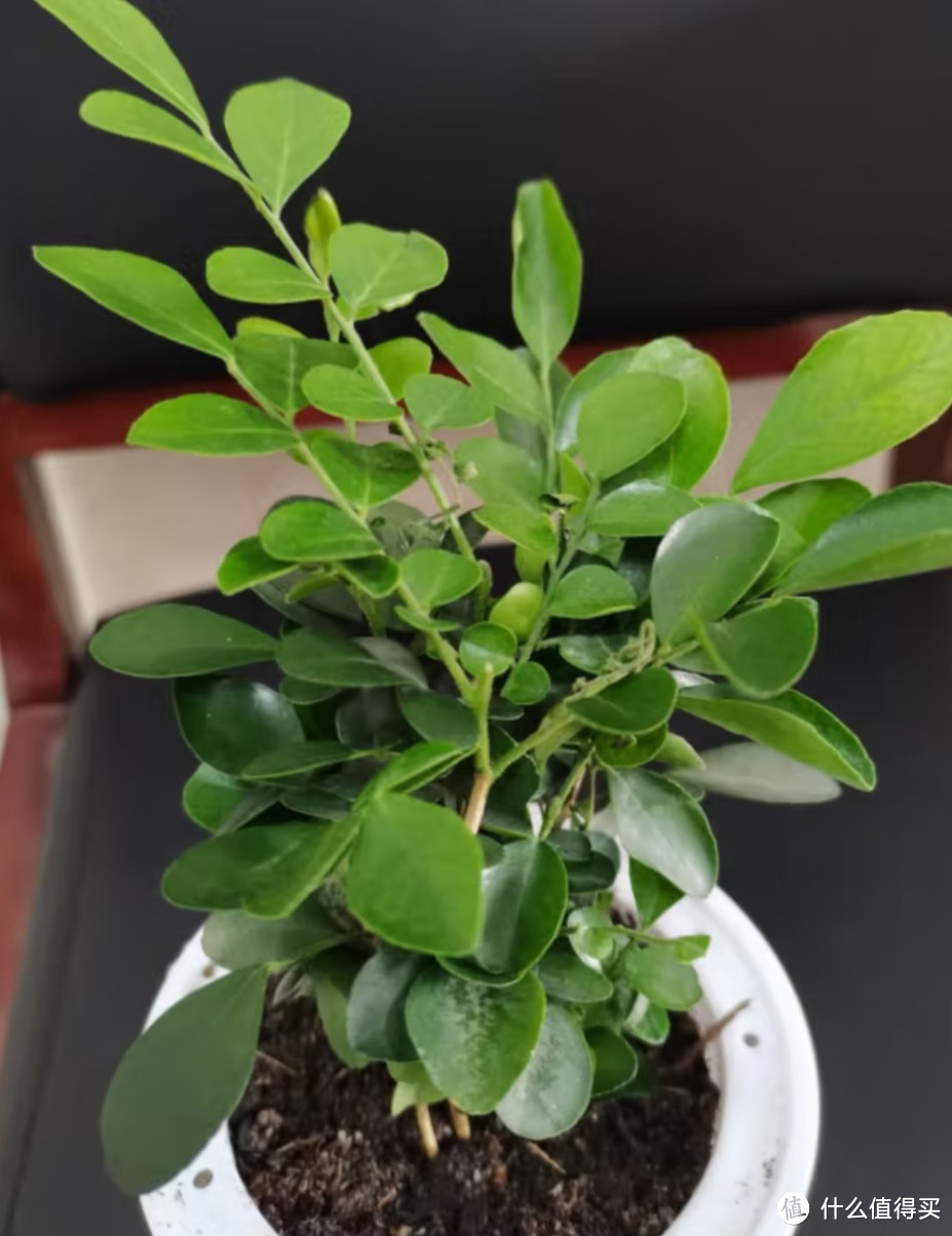 防蚊驱虫的九里香,家中必备的绿植