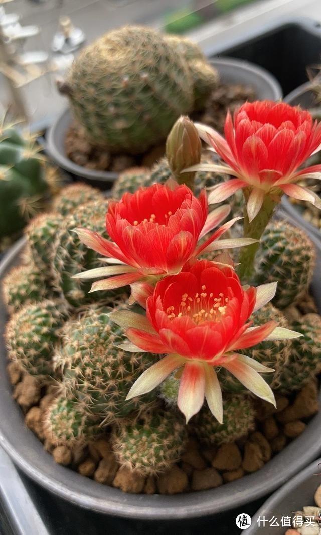 养仙人球，要注意“一点”，一直胖乎乎的，还能经常开出鲜艳的花