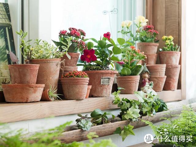 夏天盆栽这4种植物,“懒养”比“勤养”好,可得管好自己的手