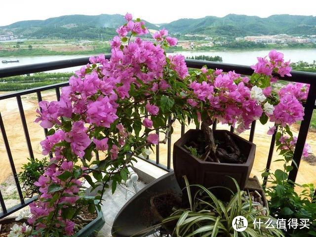 平常养的6种花,原来都“不吉利”,家里有的,早点扔出去