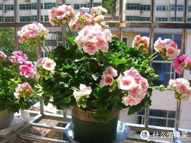 养花要先养根,5种平时没人要的“垃圾”,恰恰是养好花的关键