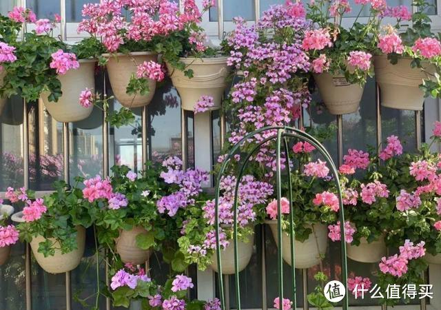 6种花要“贱养”,各种方法“虐”一下,反而生长旺、花多多