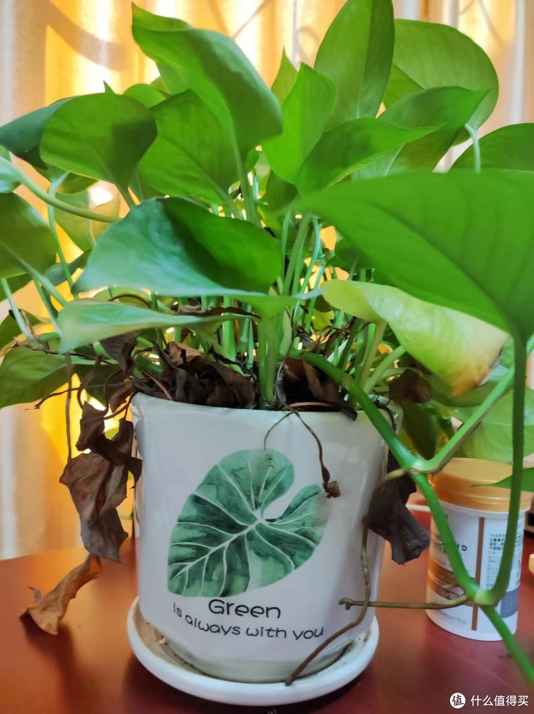 必不可少的桌面好物,当属绿色植物啦