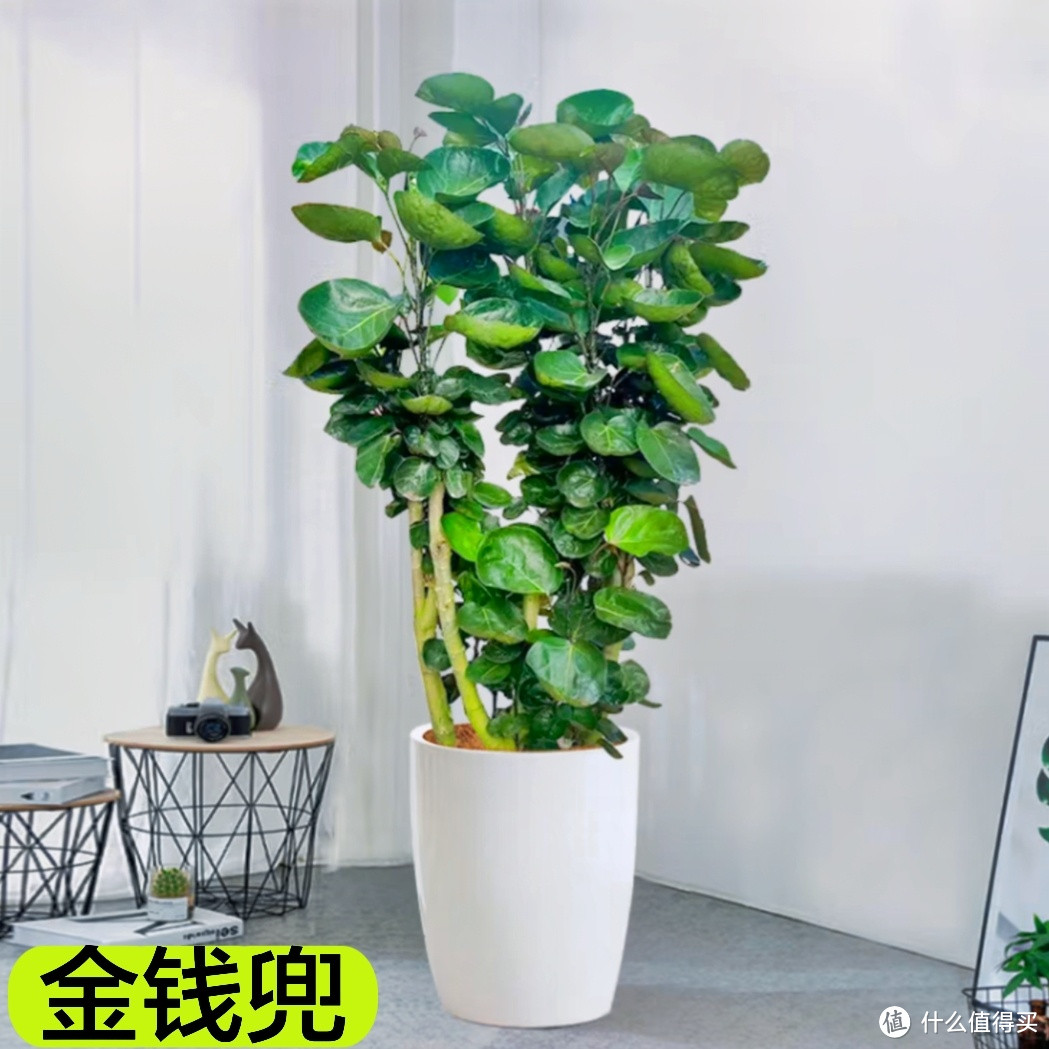 10款中大型绿植,让你的客厅瞬间高大上!