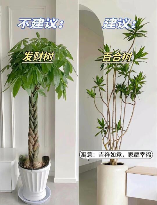 精选内容集|懒人养绿植不求人,轻松打造高颜值家居氛围